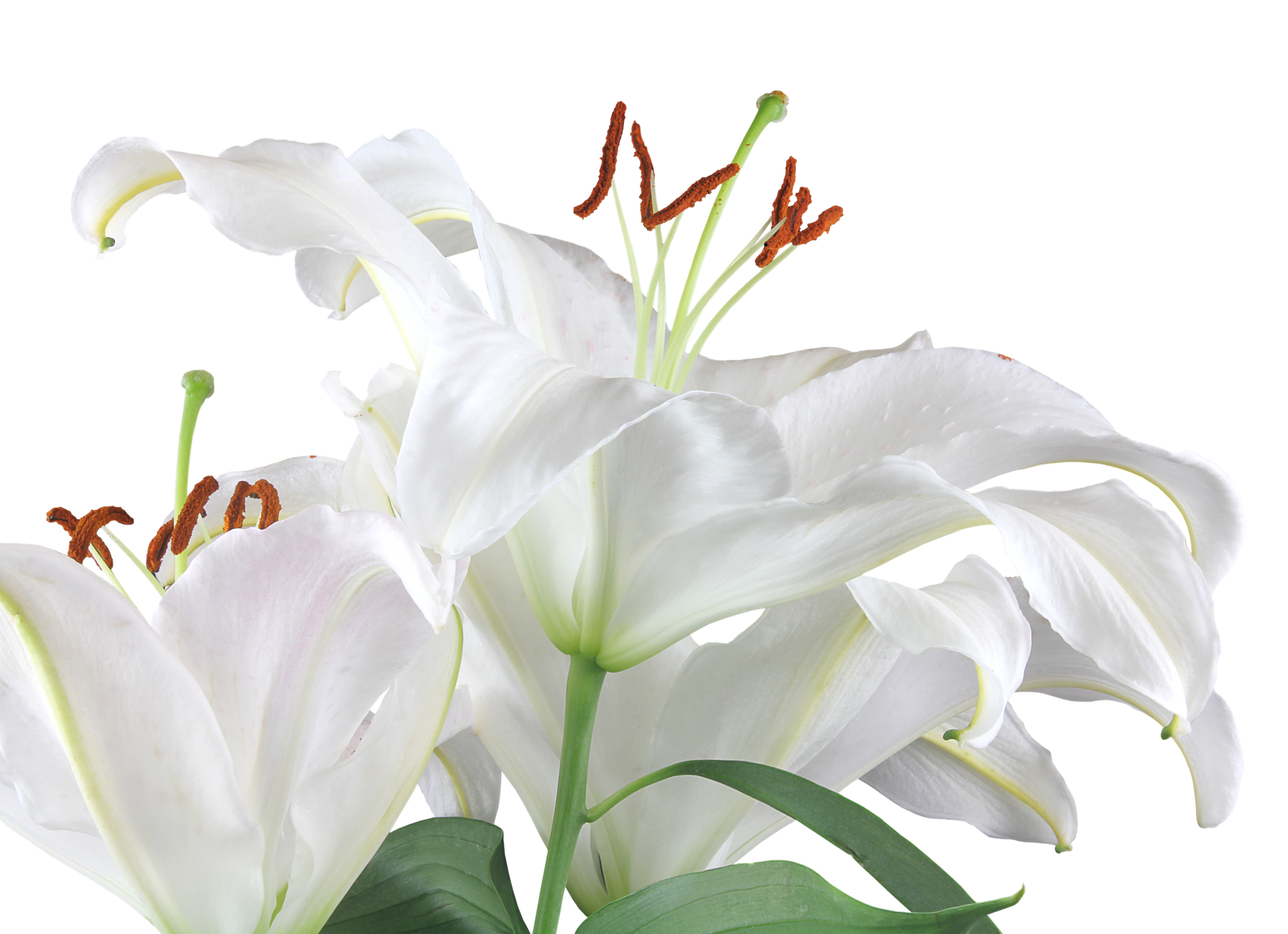 Lys blancs à tiges et feuilles vertes, sur fond blanc.