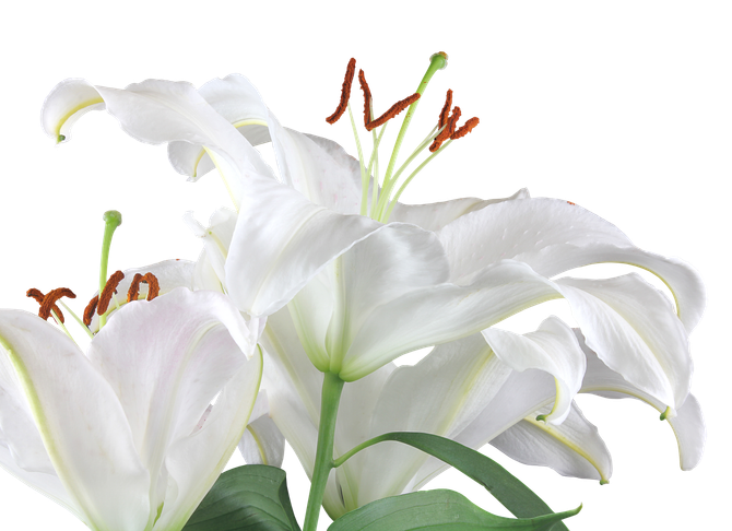 Lys blancs à tiges et feuilles vertes, sur fond blanc.