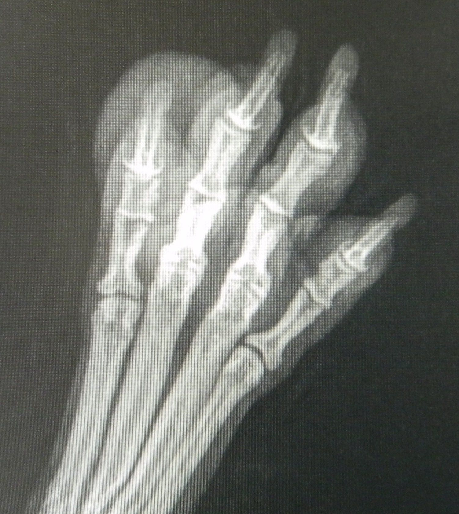 Radiografie dierenpoot