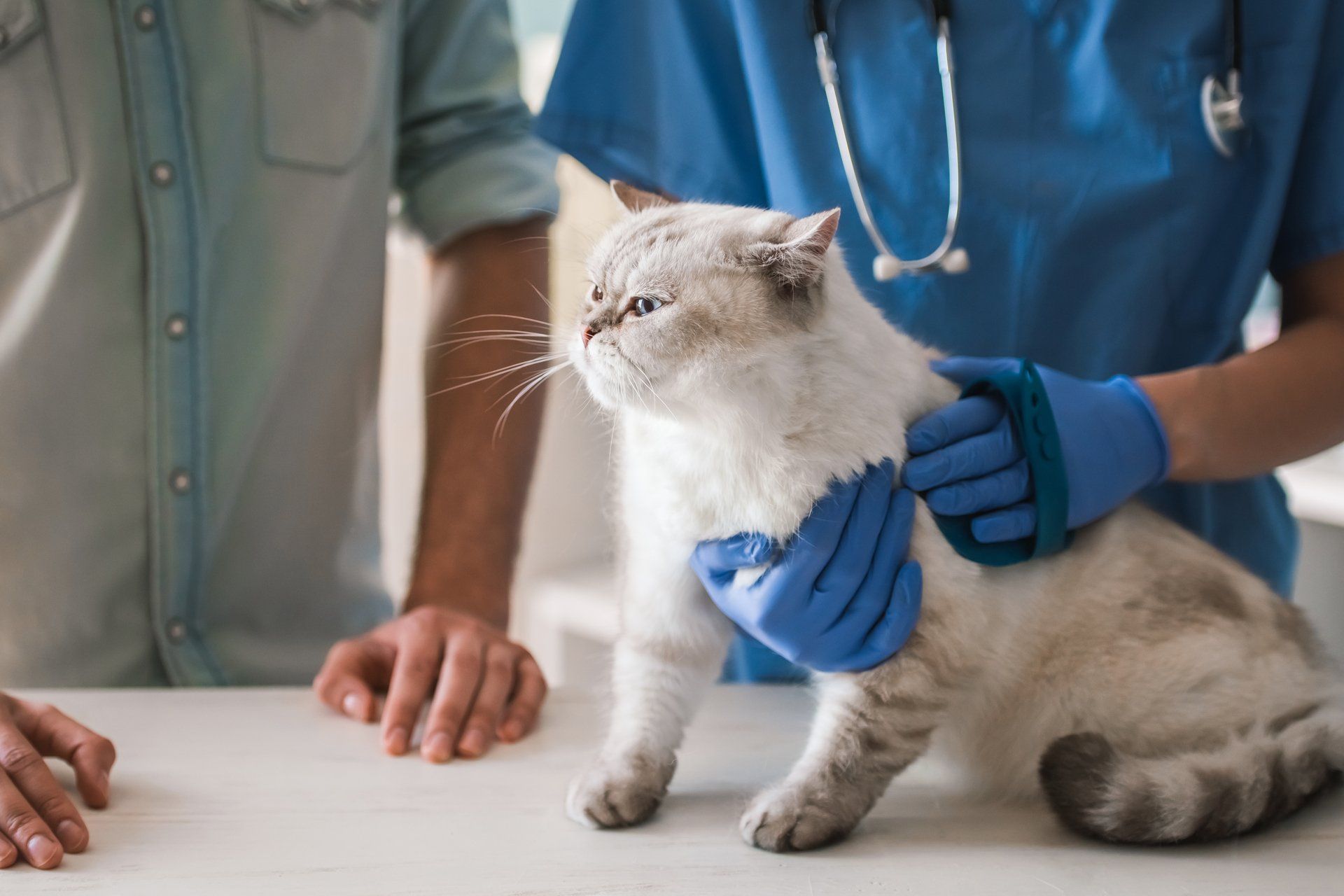 Dierenarts voor katten