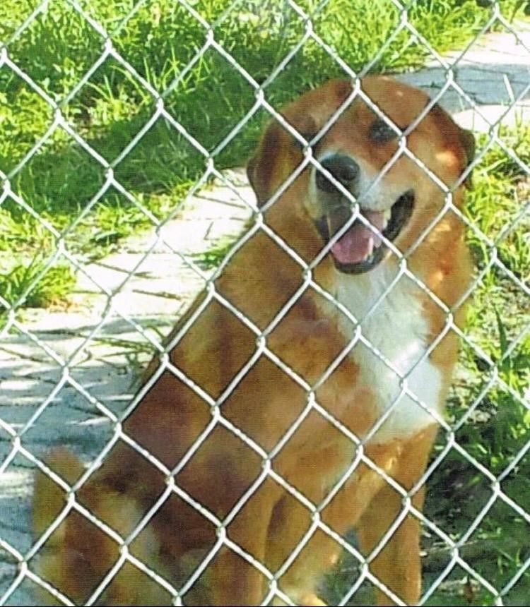 Zäune und Tore Zaunsystem GmbH - Zürich - Geroldswil 4