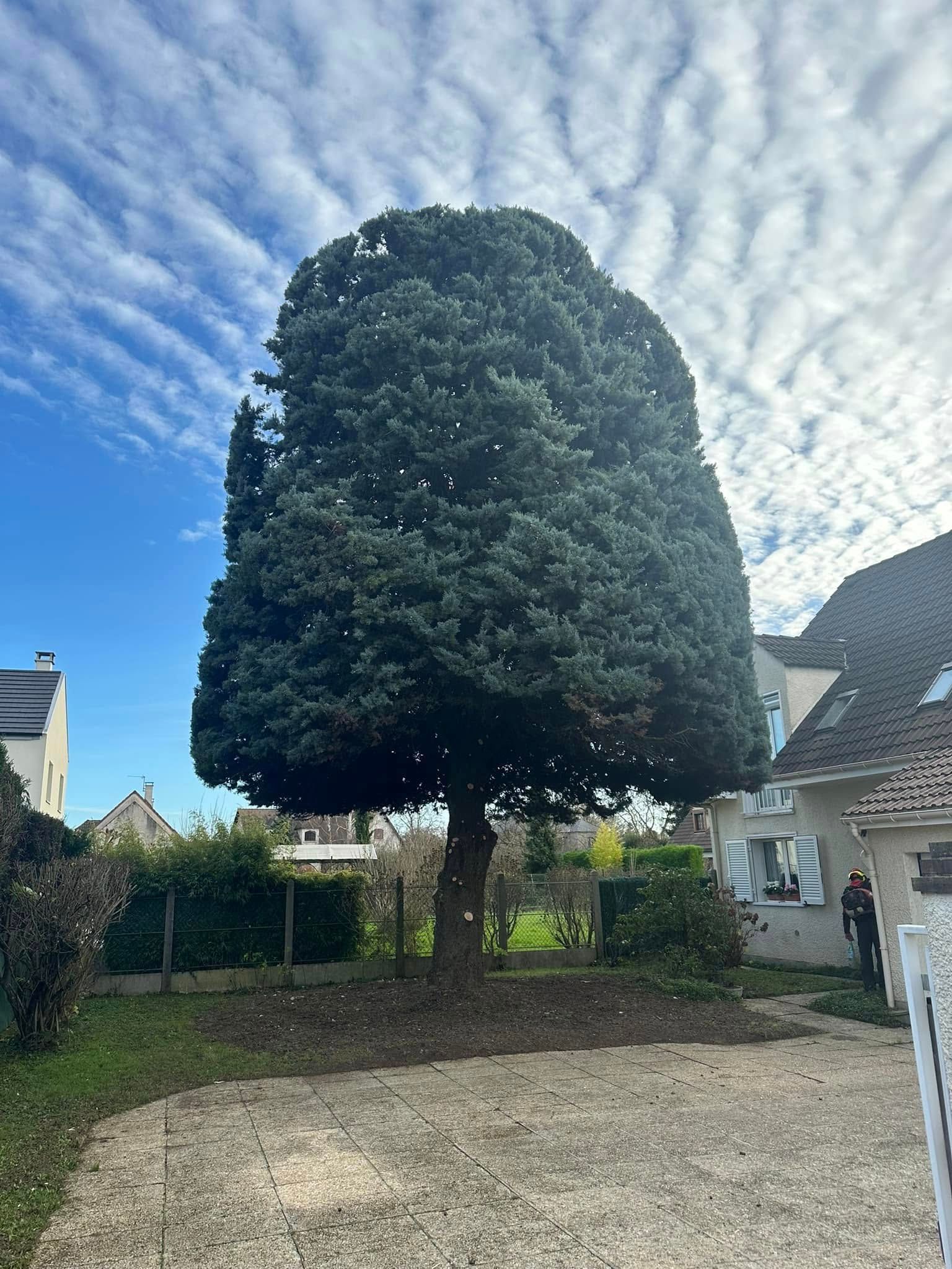 Taille d'arbre chez un particulier.