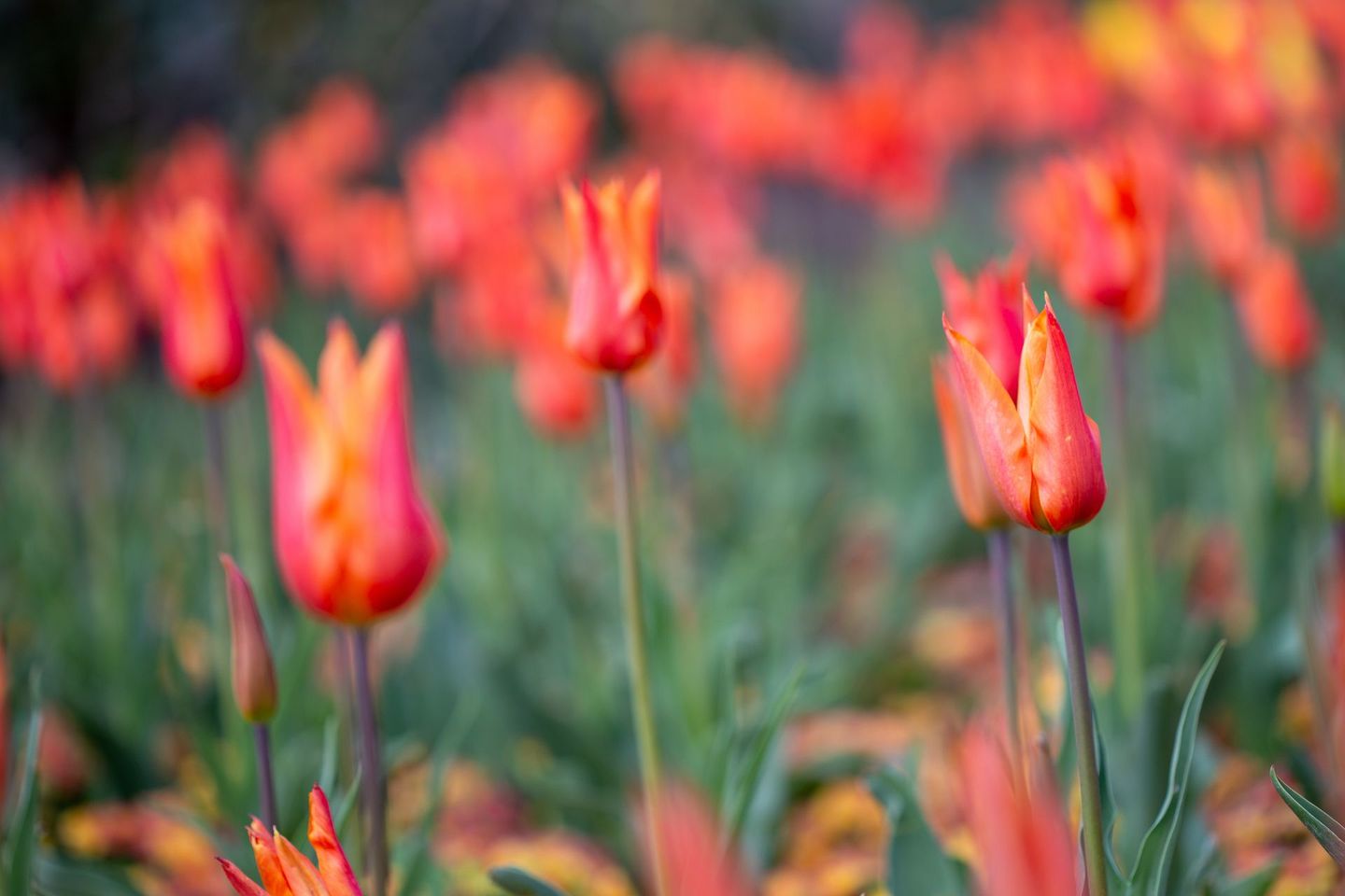 Parterres de fleurs rouges en gros plan.