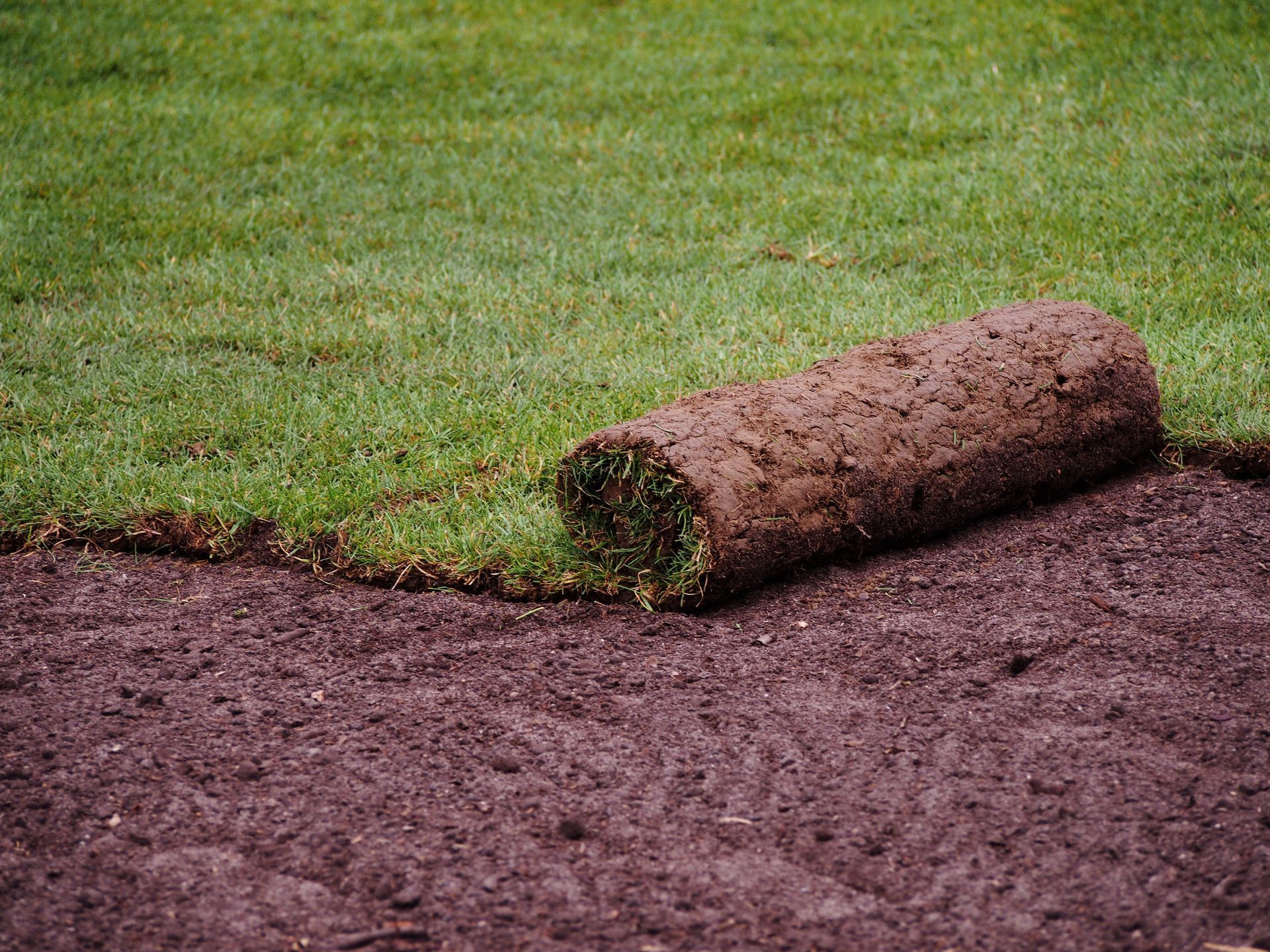 Création d'une pelouse avec rouleaux d'herbe.