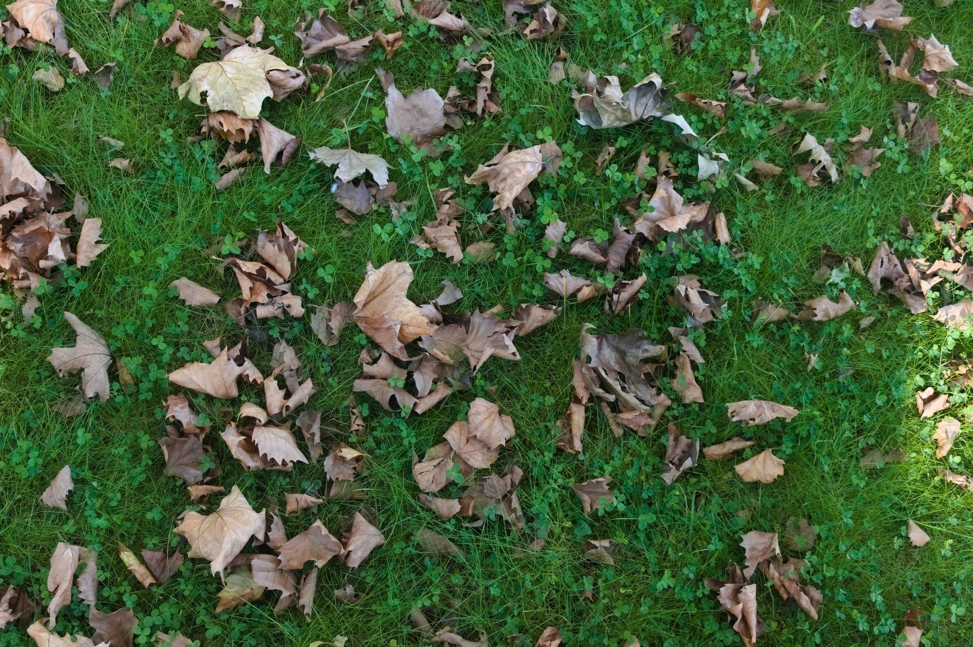 Feuilles mortes au sol.