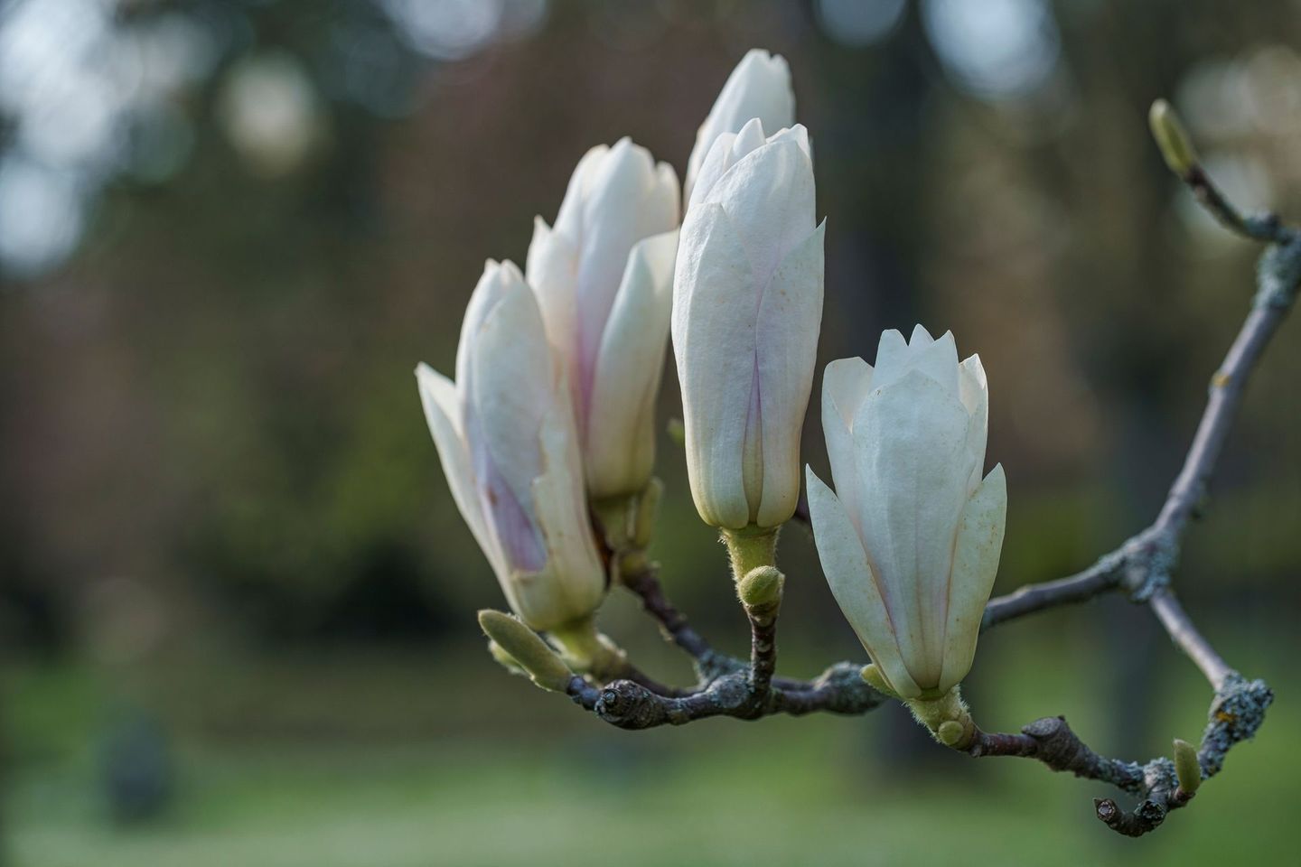 Très gros plan sur des bourgeons blancs. 