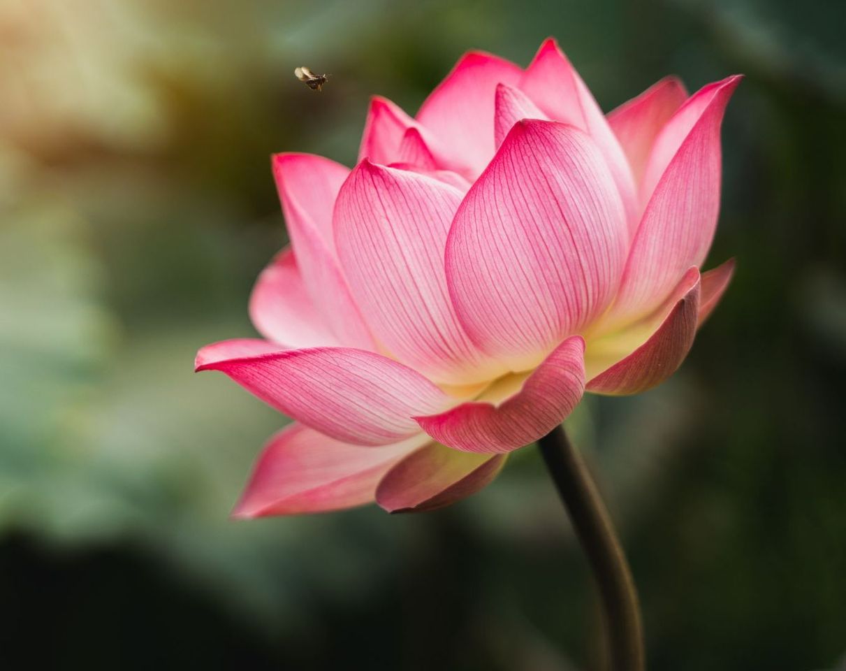 Très gros plan sur une fleur rose.