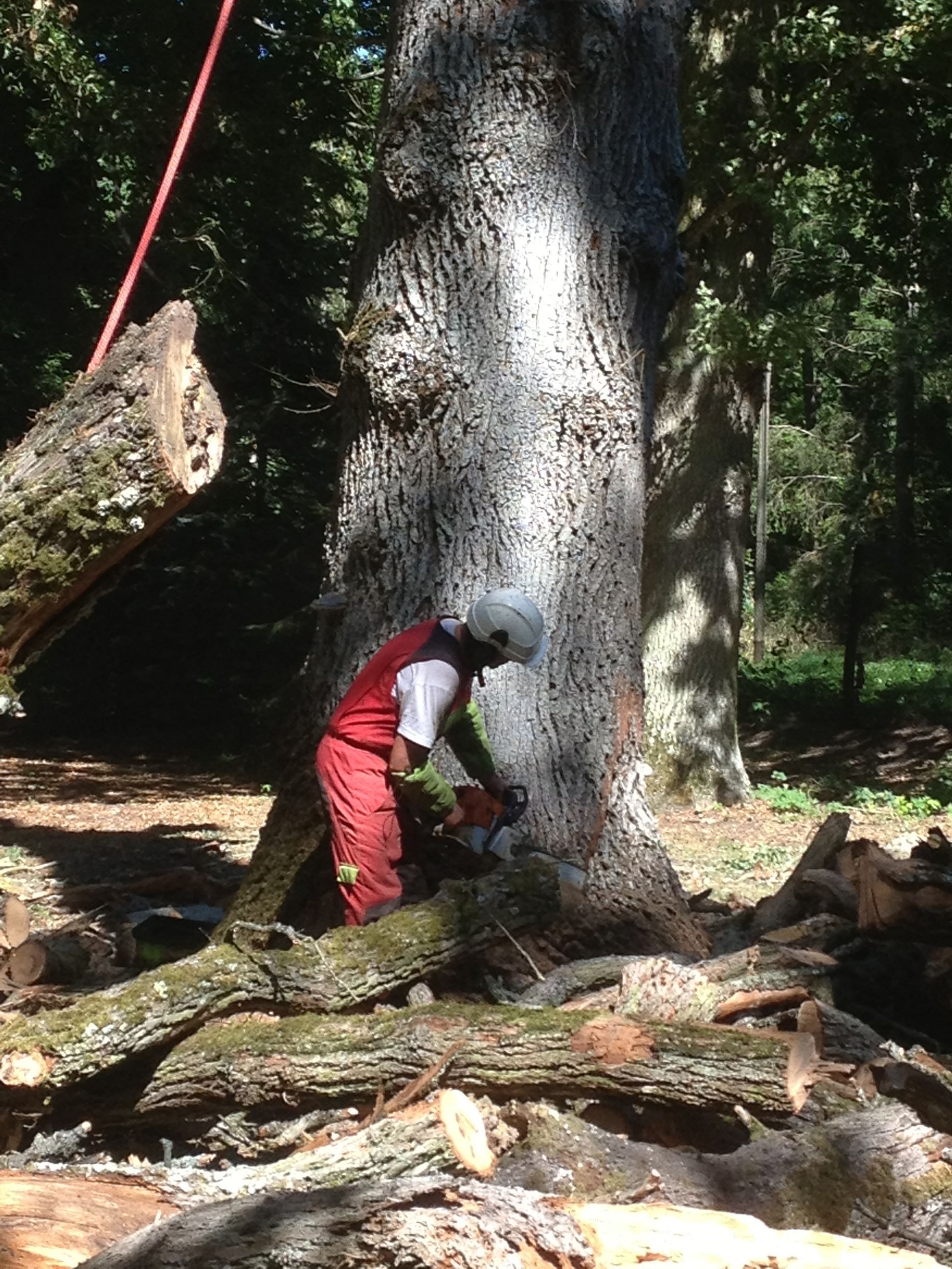 Abattage d'un arbre en cours.
