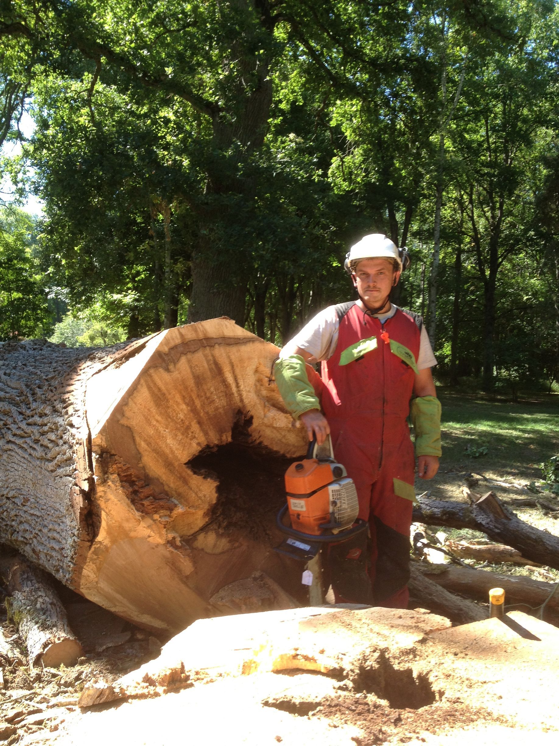 Vieil arbre abattu et professionnel de l'entreprise.