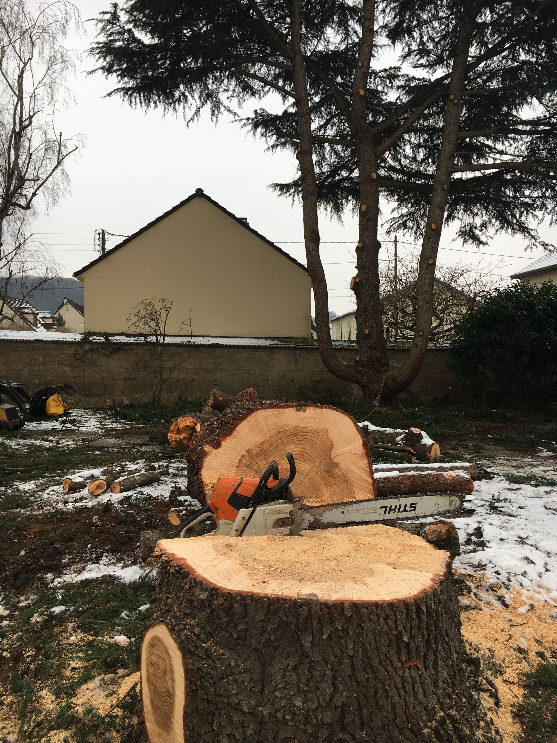 Arbre juste abattu. 