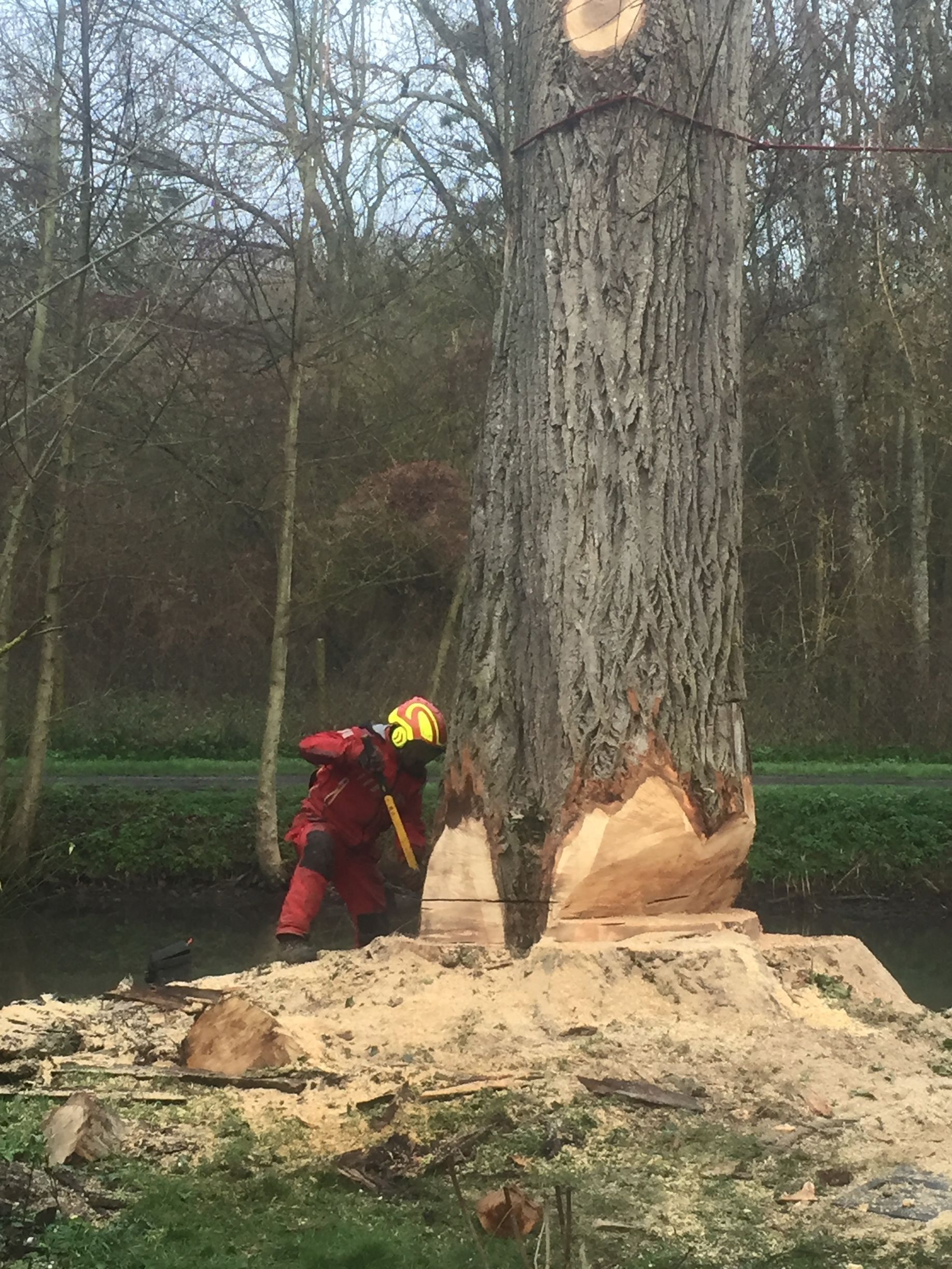 Abattage d'un arbre.