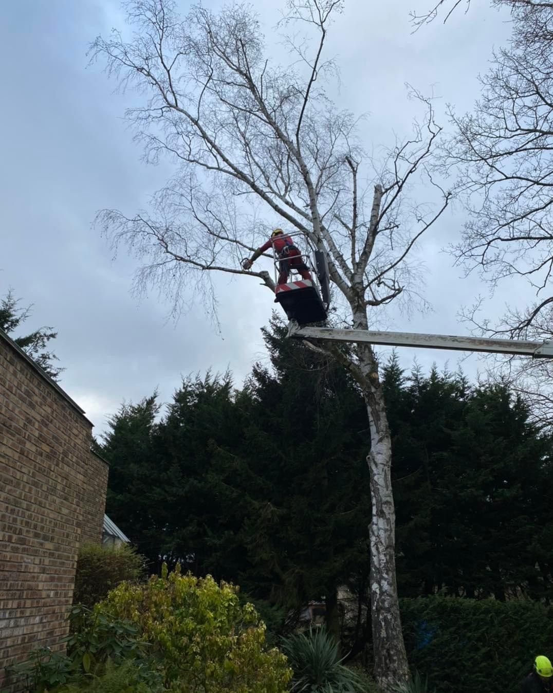 Professionnel élaguant un arbre.