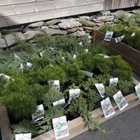 Arbustes de notre magasin