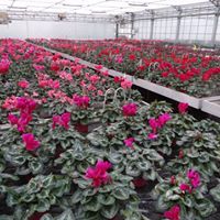 Cyclamen production