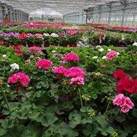 Géranium production