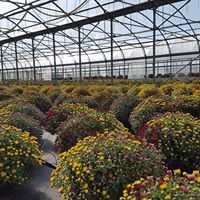 Production de chrysanthèmes