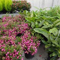 Production de feuillage d'automne