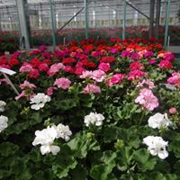 Production de géraniums