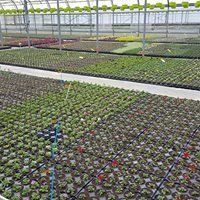 Production de plantes