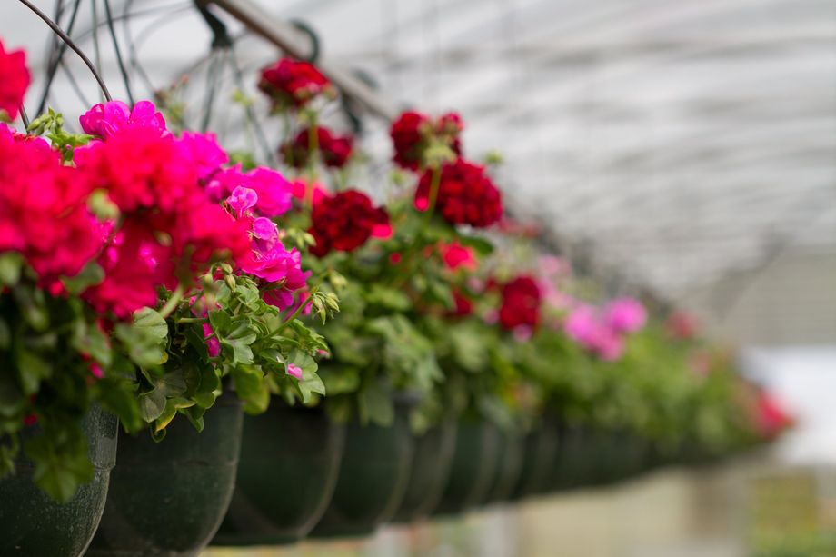 Jardinière d'été avec géranium, lobelia, surfinia