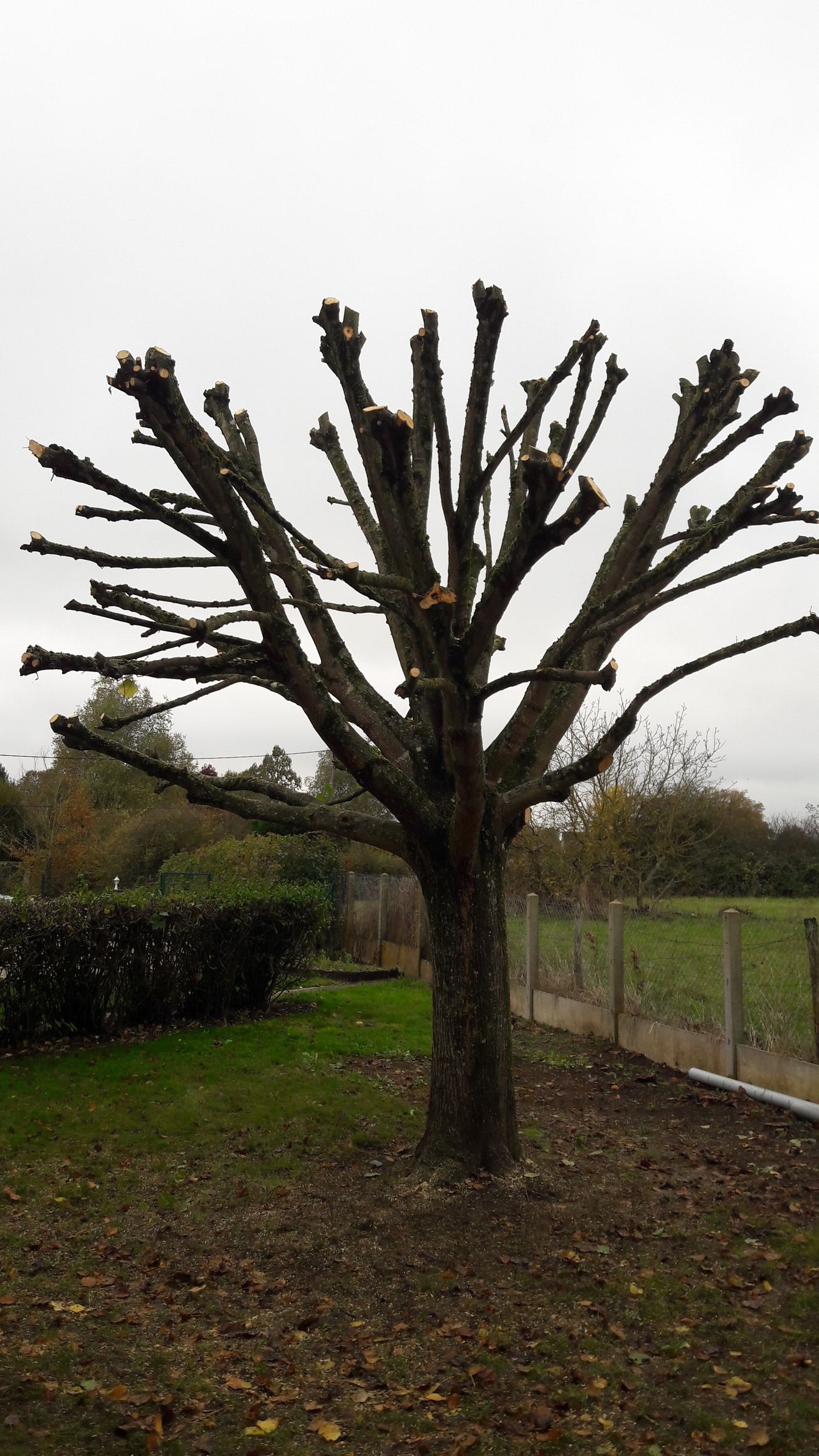 Un arbre qui vient d'être élagué
