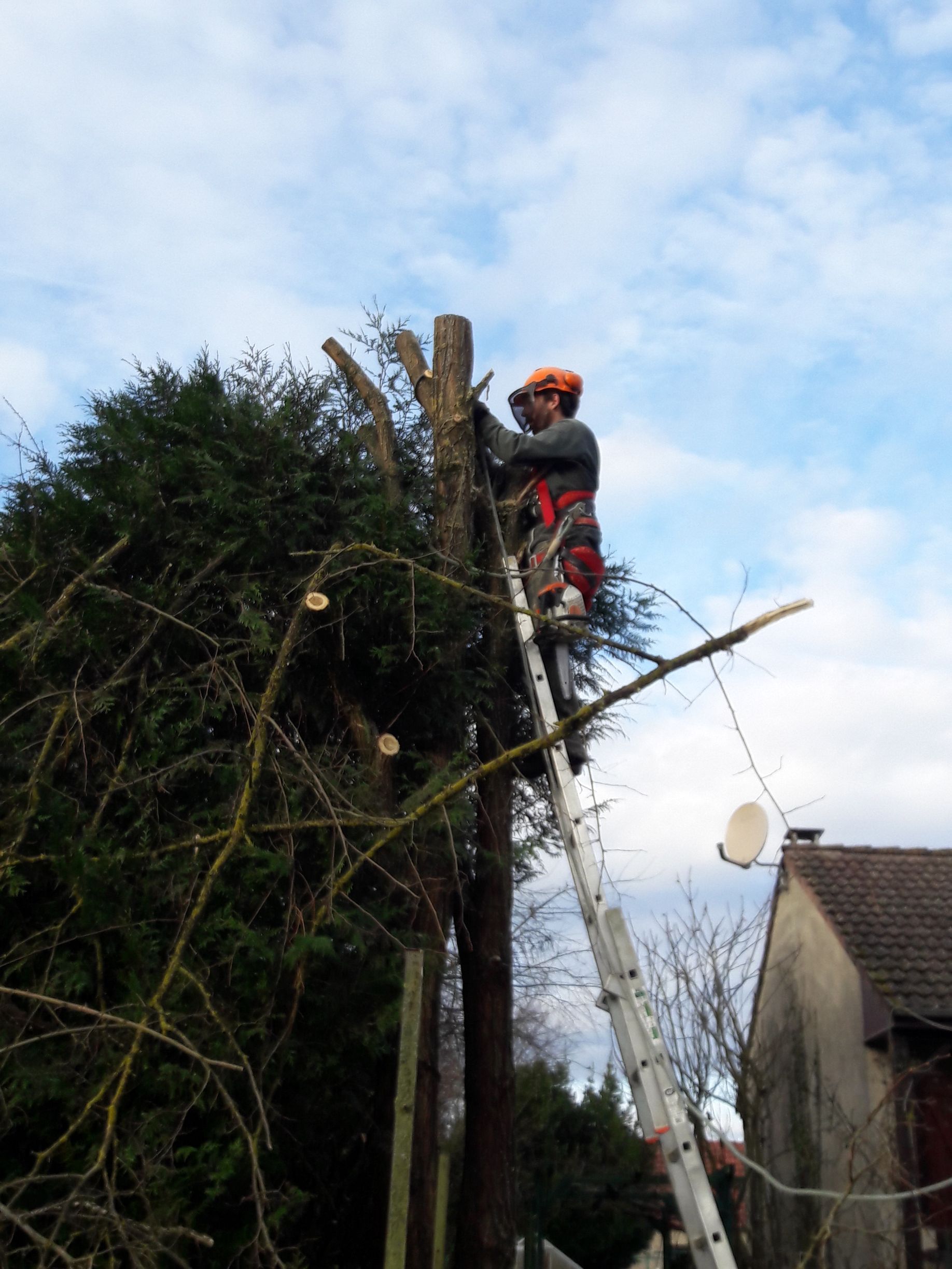 Un paysagiste avec une échelle réalise l'élagage d'un arbre