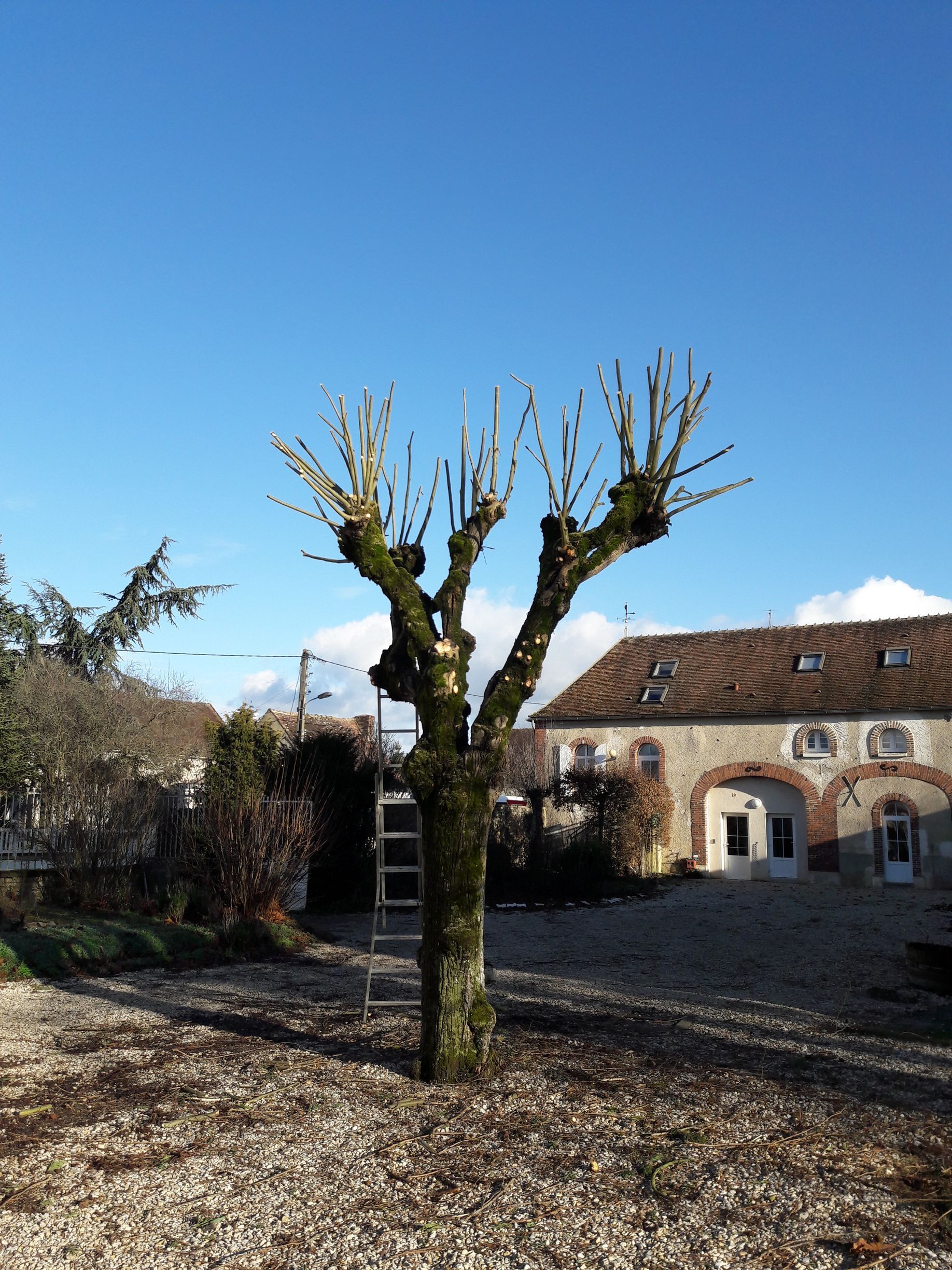 Un arbre récemment élagué et un ciel bleu