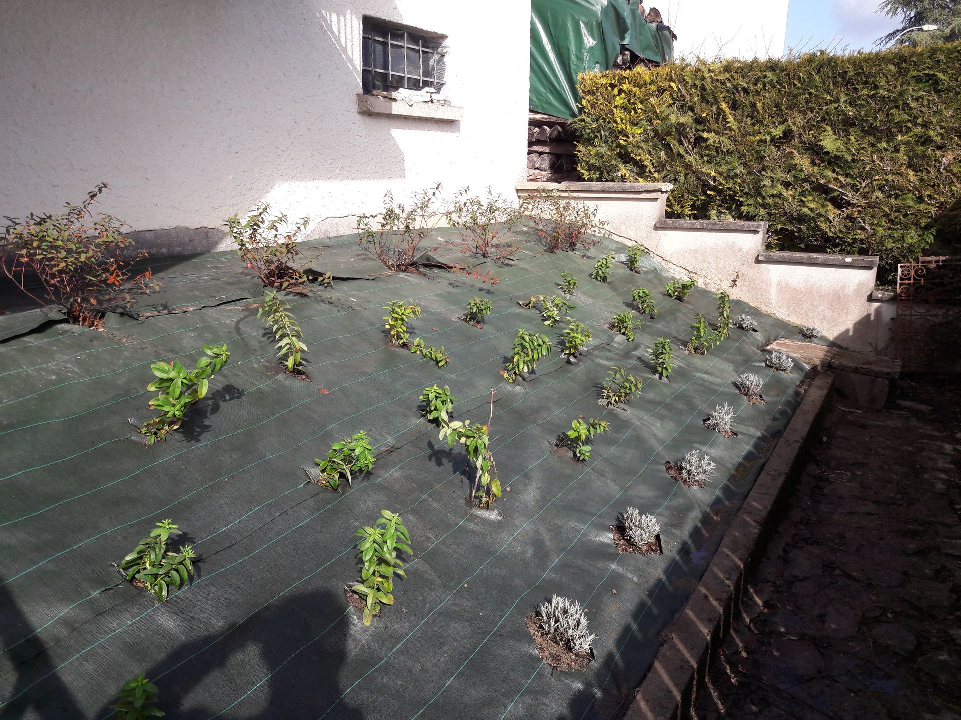 Plantation de petits végétaux