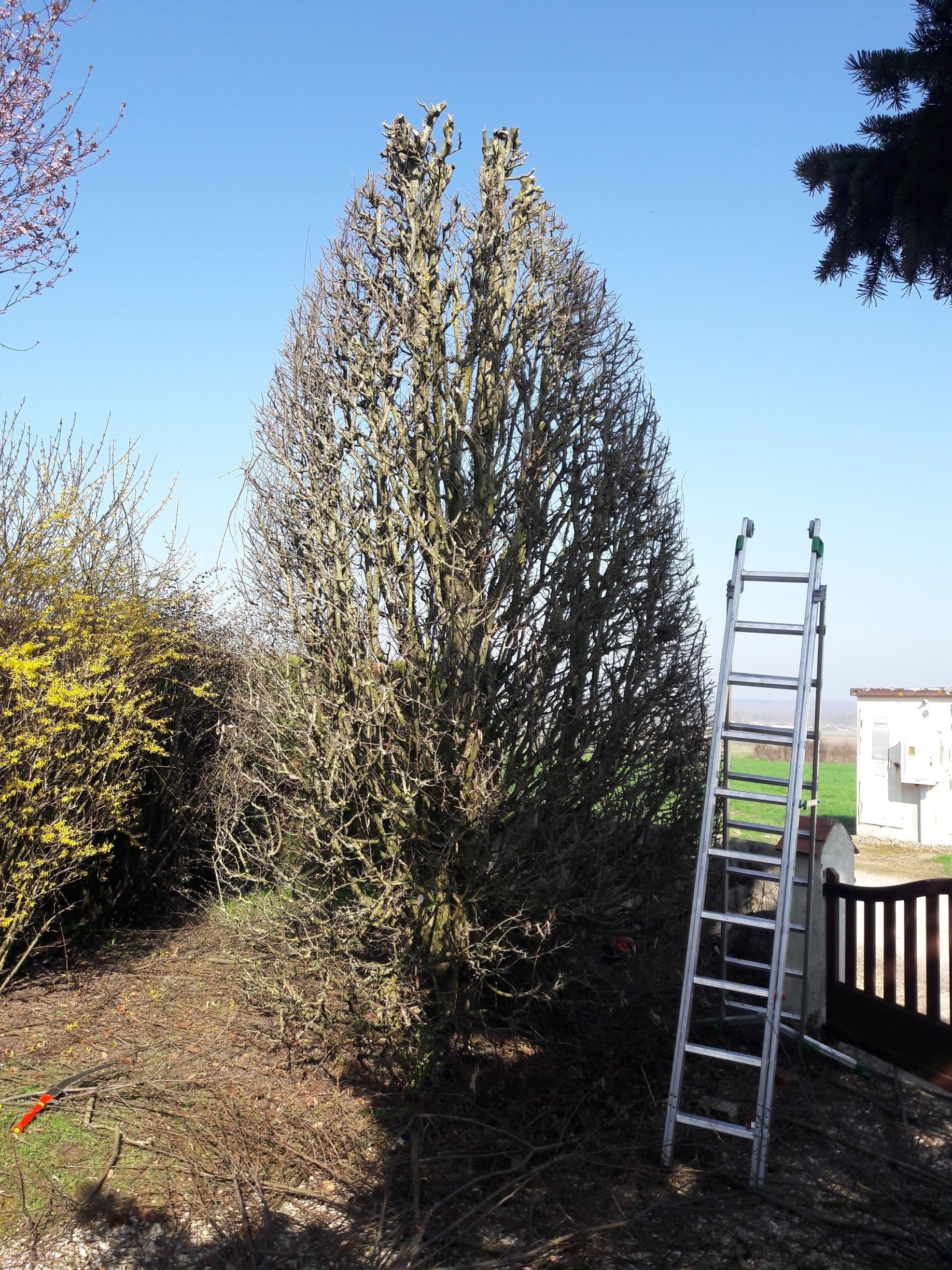 Une échelle à côté d'un arbre