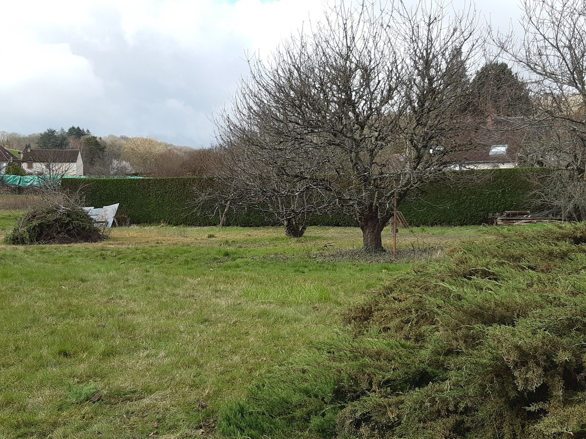 Un arbre sans feuilles dans un terrain vert