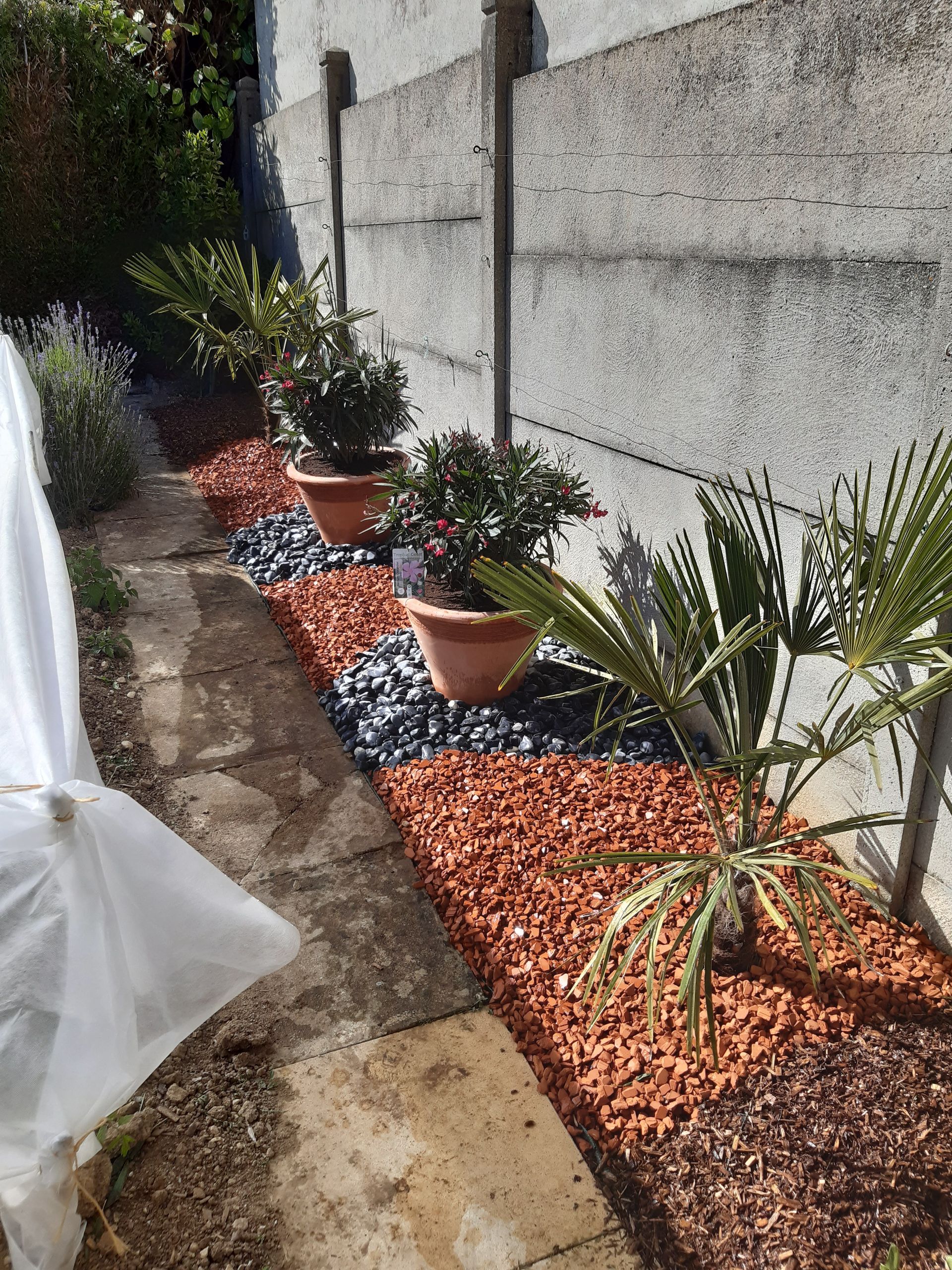 Des végétaux plantés  contre un mur