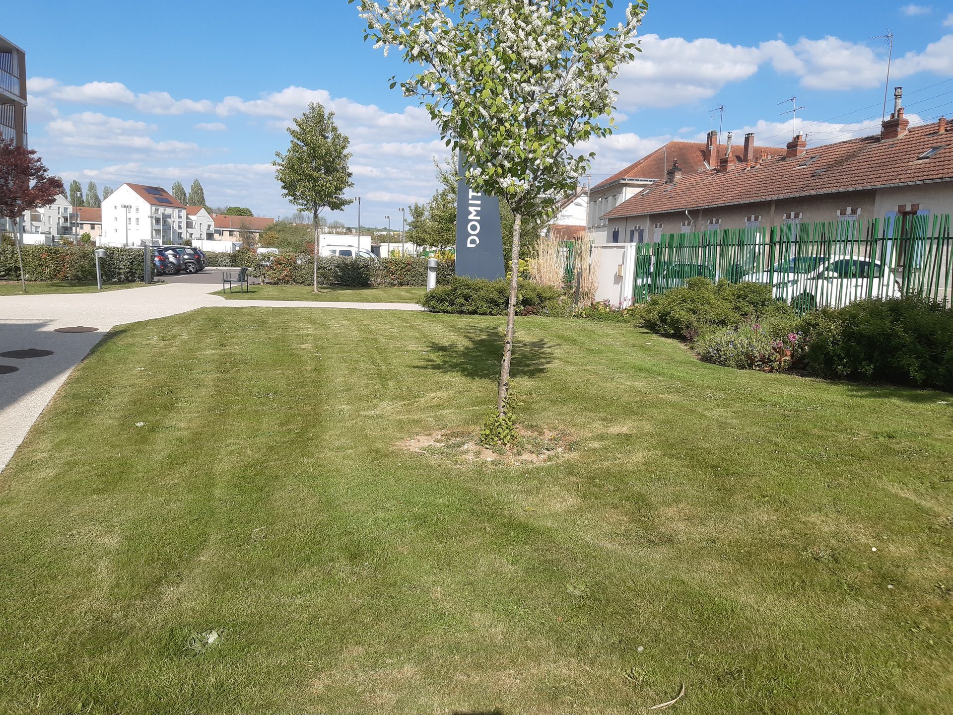 Un petit arbre planté dans un terrain engazonné