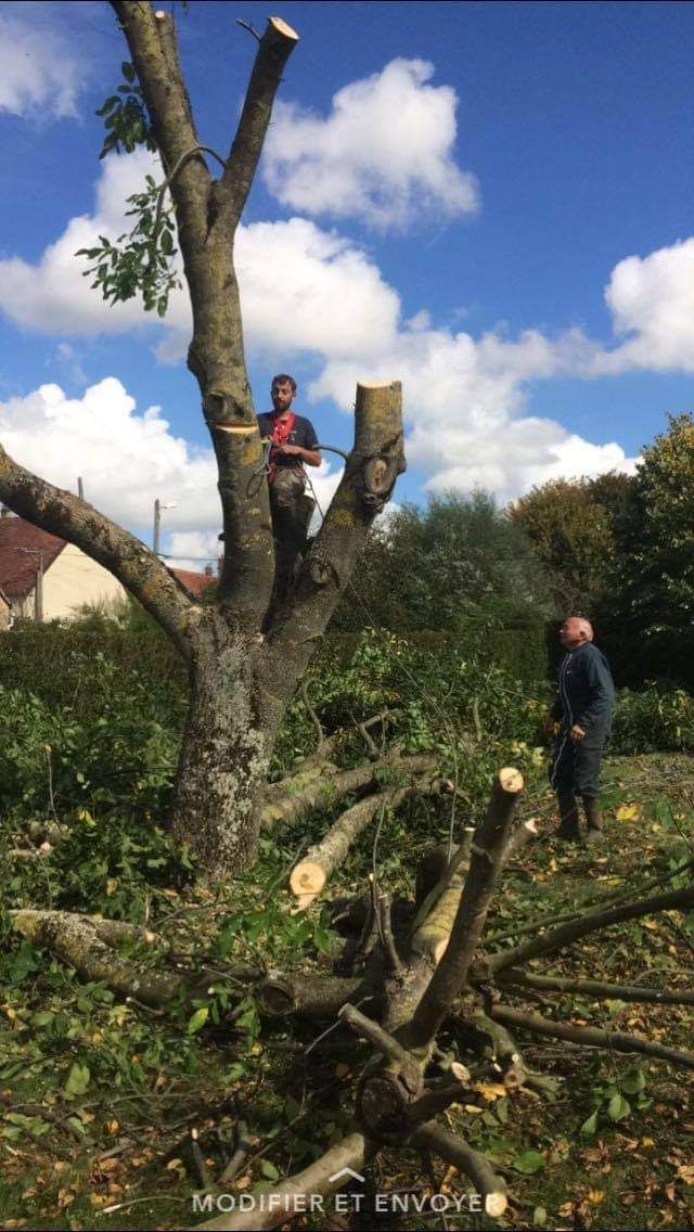 Un élagueur dans un arbre