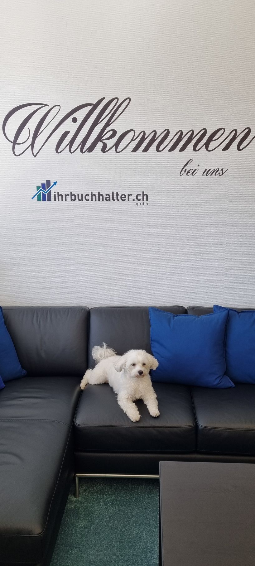 Wartebereich der ihrbuchhalter.ch gmbh Ebikon mit Büro-Hündin Joya