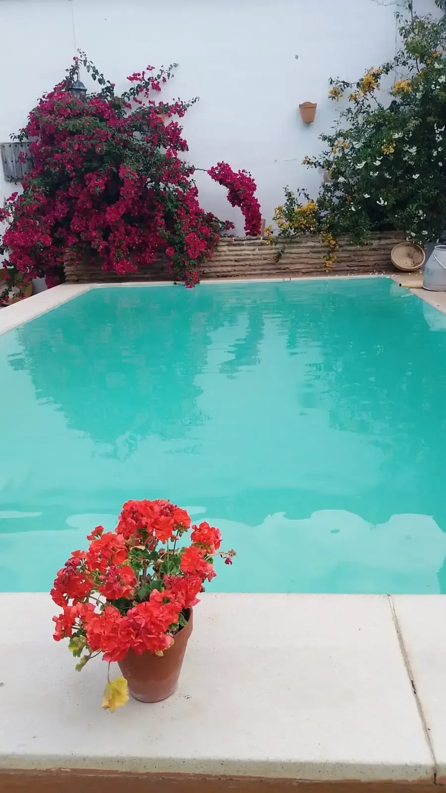 Piscina con agua turquesa, plantas con flores y fondo de pared blanca.