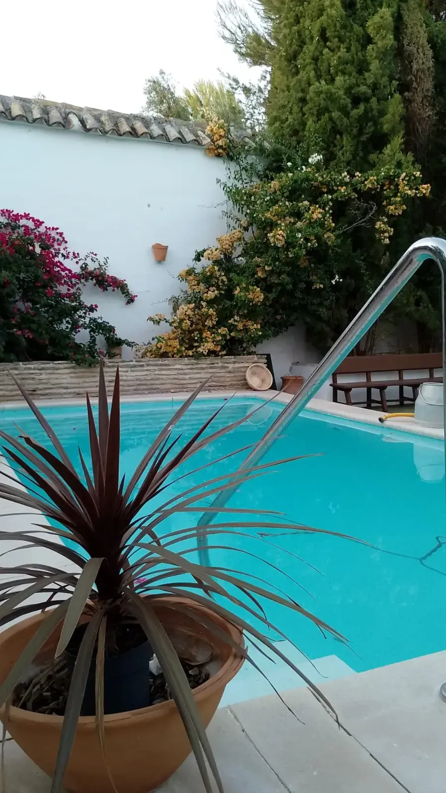 Piscina de agua azul junto a una pared blanca, plantas y barandilla de acero inoxidable.