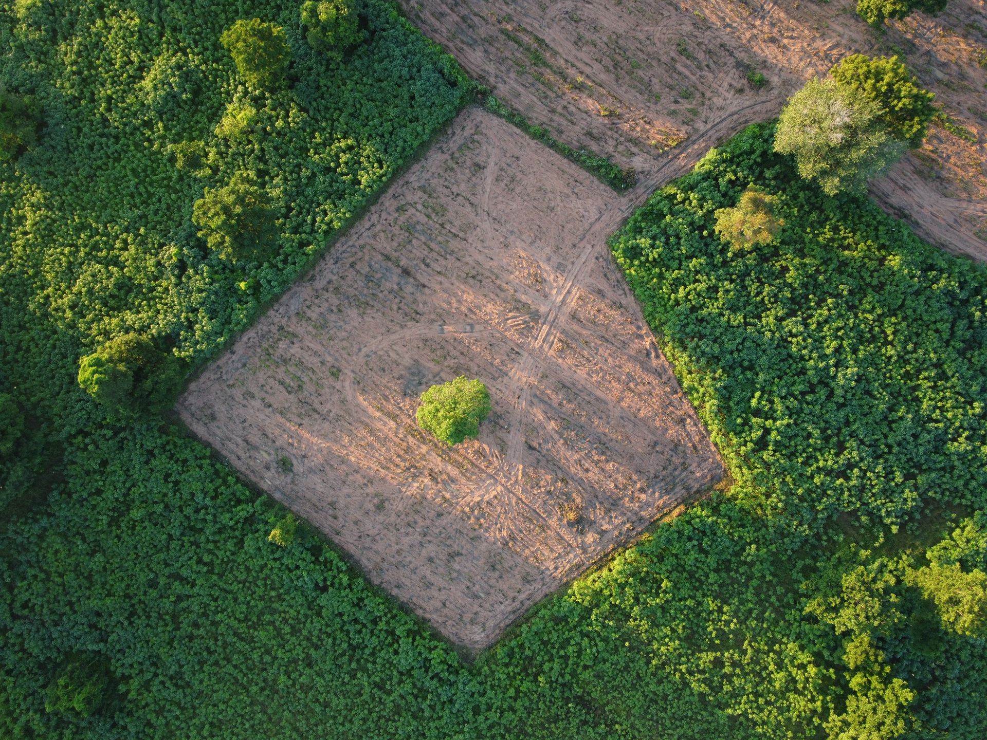 Vue aérienne d'un arbre vert solitaire, placé au centre d'une parcelle rectangulaire de terre nue, entourée d'une forêt dense et verdoyante.
