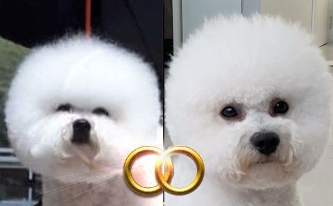 Bichon Frisé