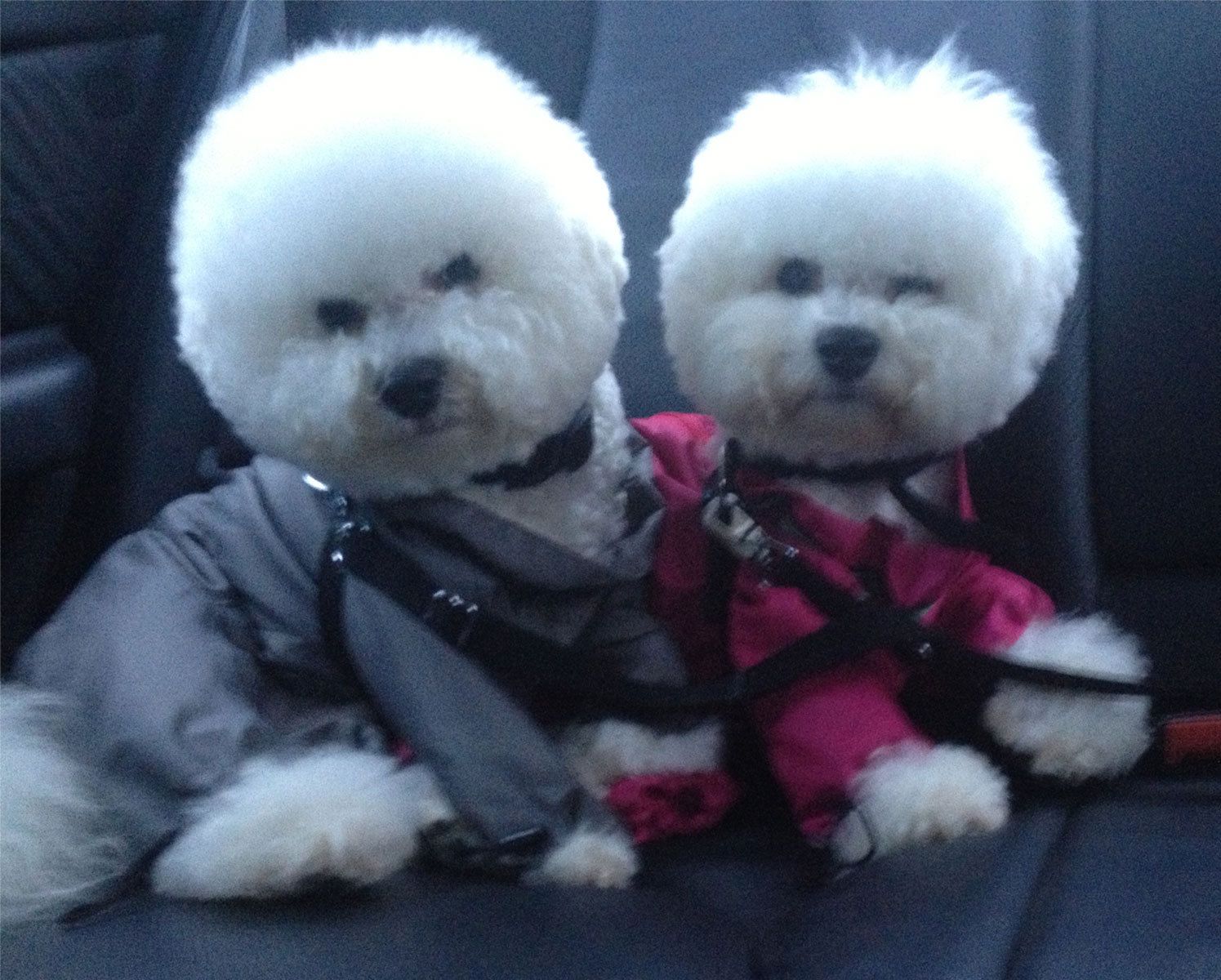 Snowflake Bichon Frisé