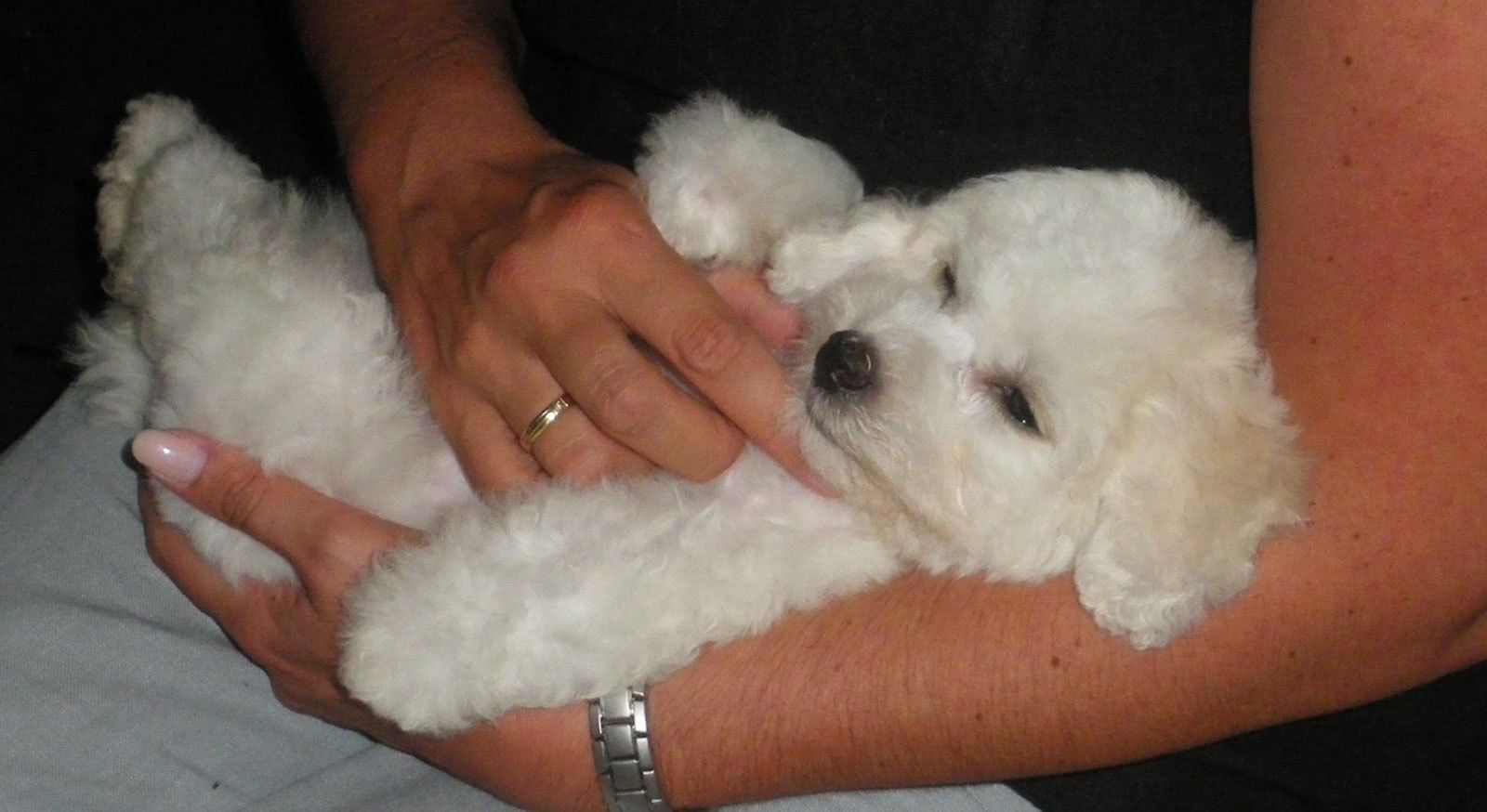 Snowflake Bichon Frisé