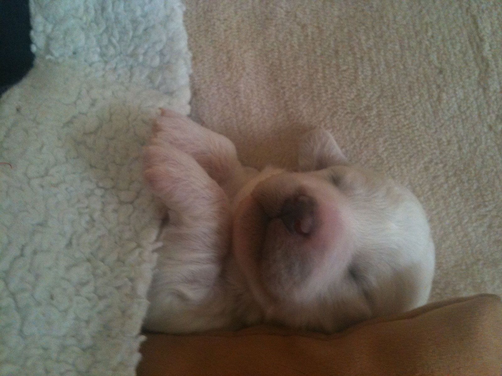 Snowflake Bichon Frisé