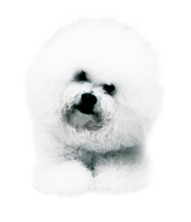 Bichon Frise
