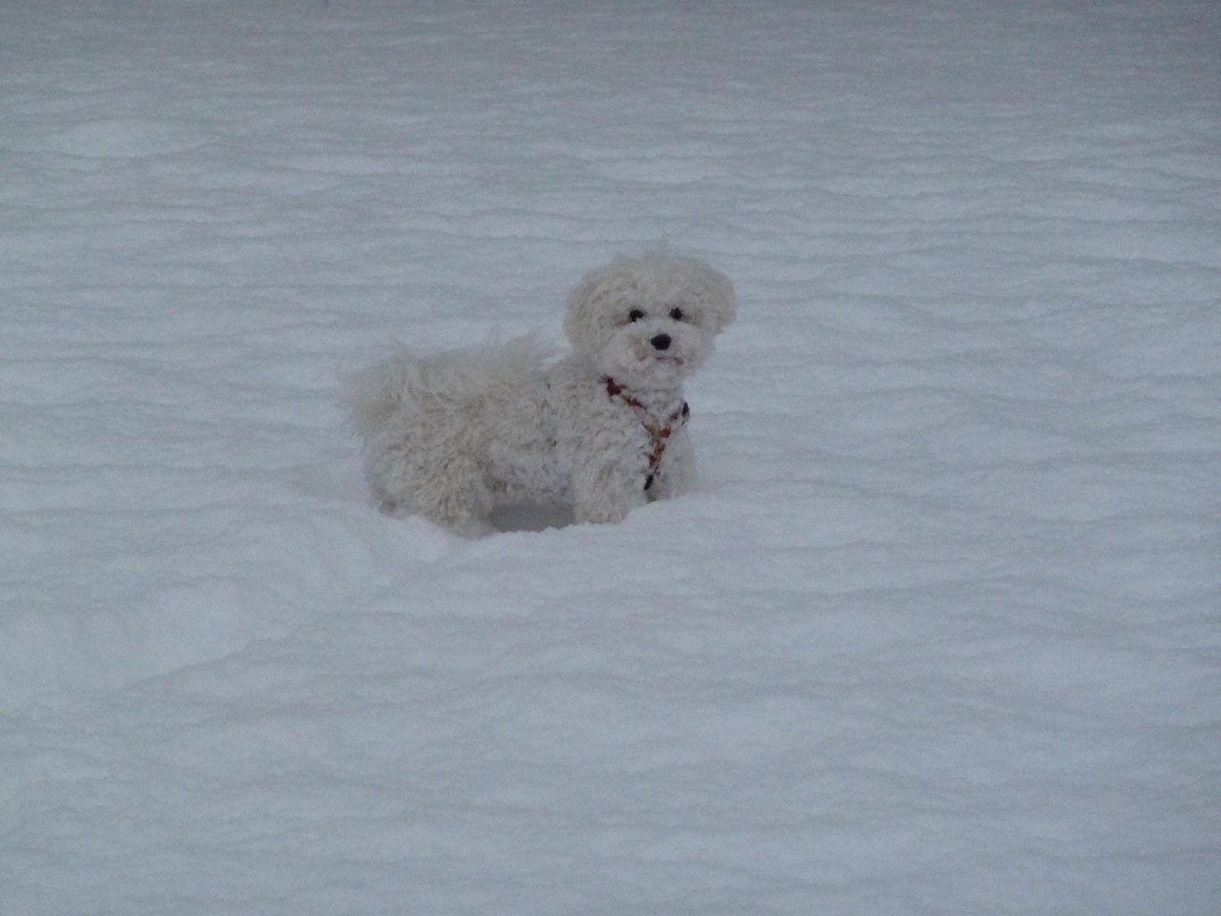 Snowflake Bichon Frisé