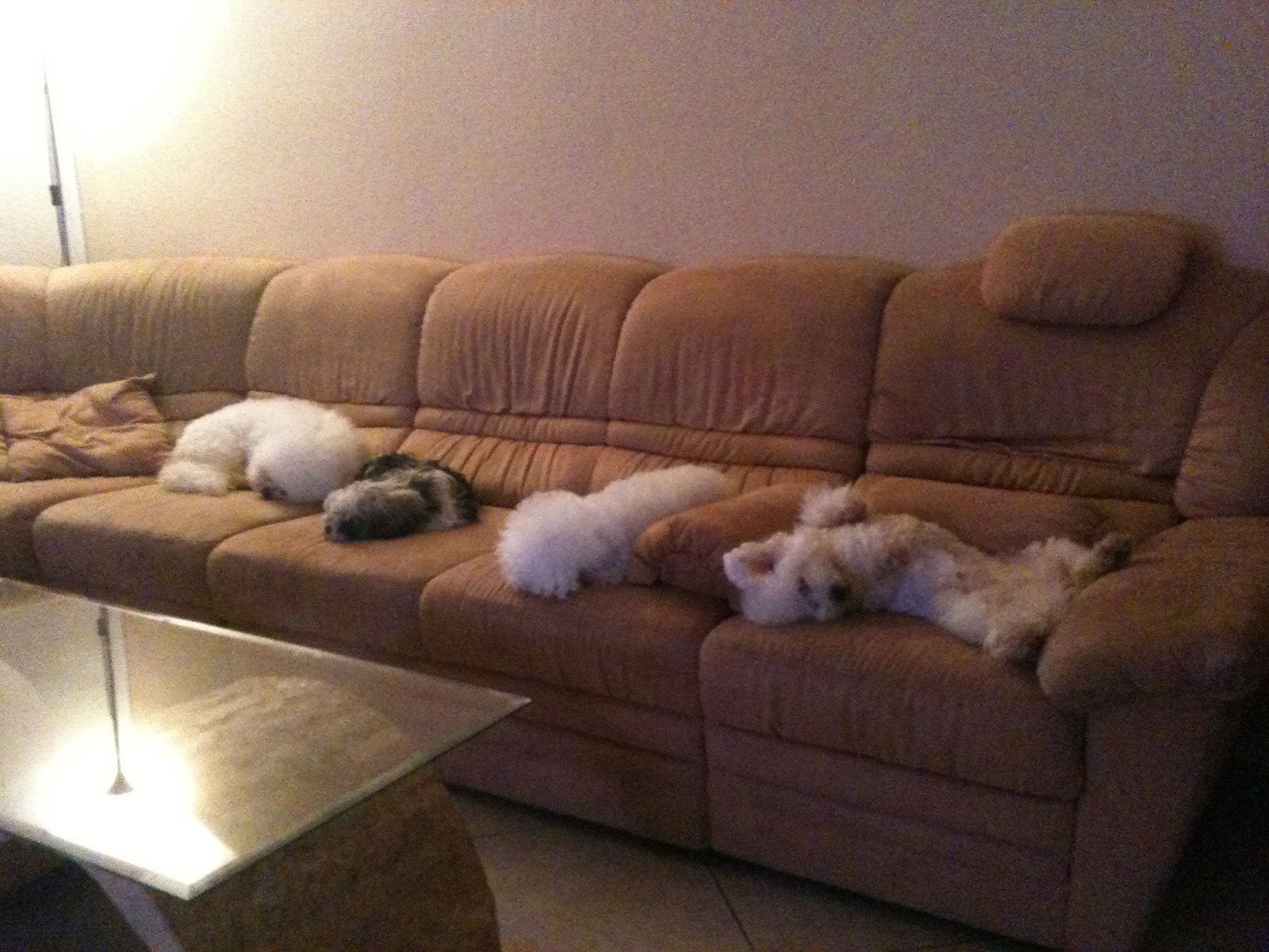 Snowflake Bichon Frisé