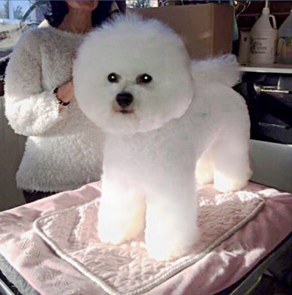 Snowflake Bichon Frisé