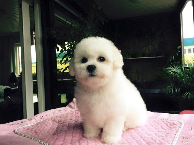 Snowflake Bichon Frisé