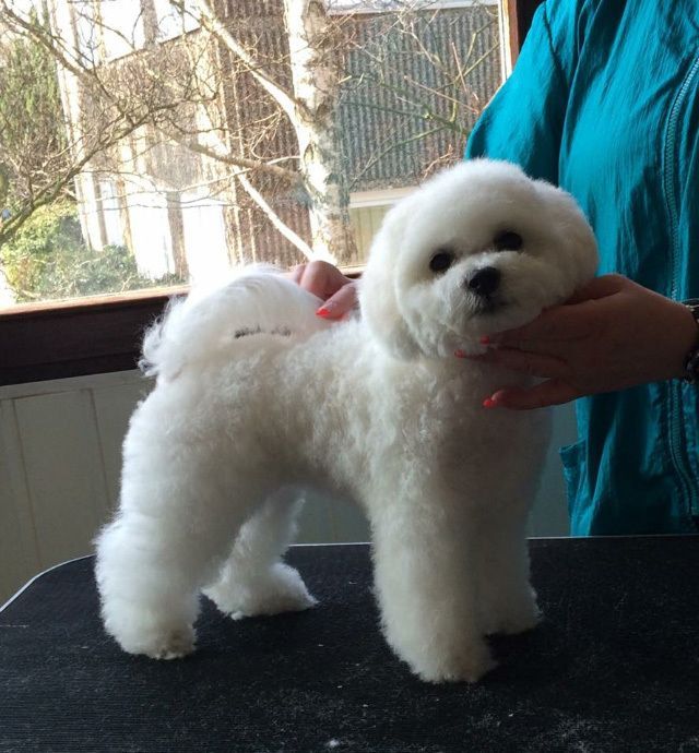 Snowflake Bichon Frisé