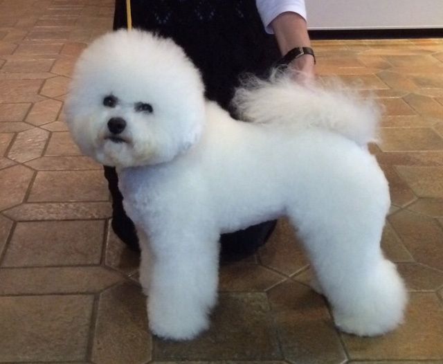 Snowflake Bichon Frisé