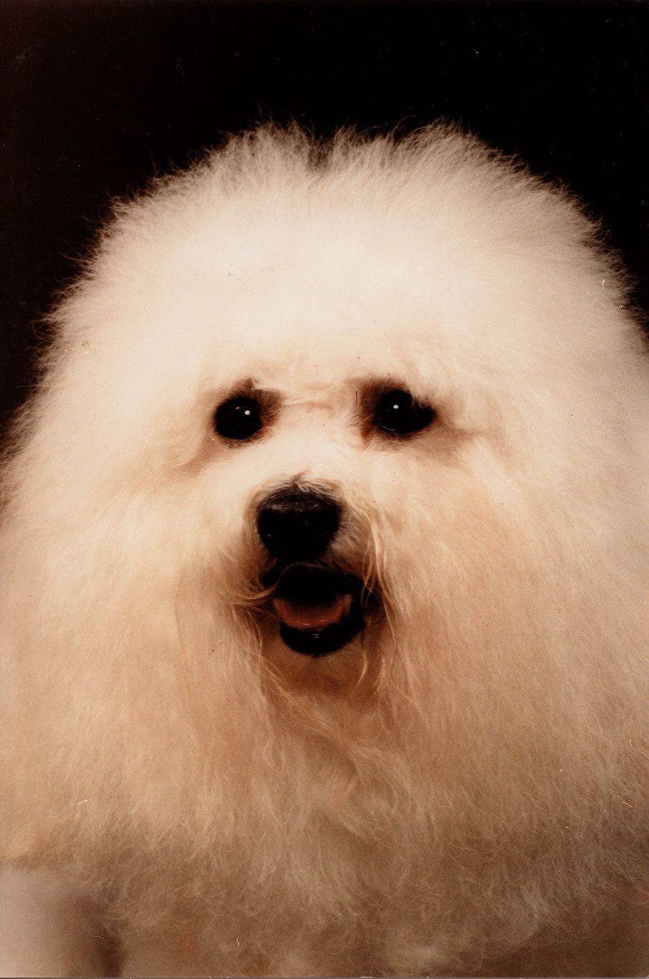 Ahnengalerie | Ein Rückblick auf SNOWFLAKE Bichon Frisés vor ca. 20 Jahren