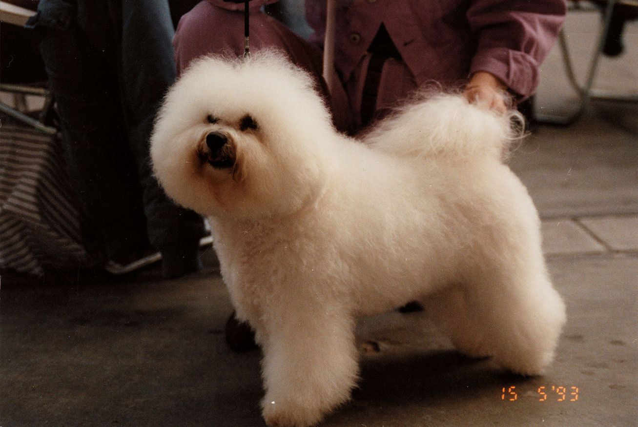 Ahnengalerie | Ein Rückblick auf SNOWFLAKE Bichon Frisés vor ca. 20 Jahren
